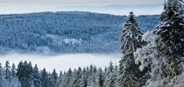 Bild-Nr: 12559433 Bayerische Wald Erstellt von: Gregor Handy