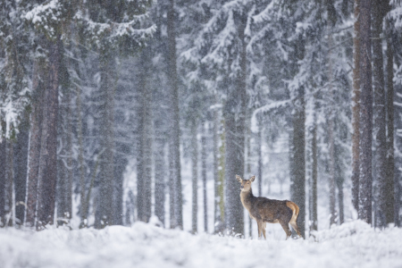 Bild-Nr: 12561490 Hirschdame im Schneetreiben Erstellt von: Daniela Beyer