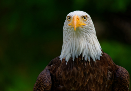 Bild-Nr: 12561816 Weißkopfseeadler II Erstellt von: Bilderbastlers