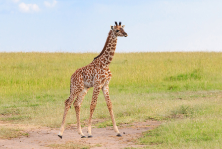 Bild-Nr: 12566520 Kleine Giraffe ganz gross Erstellt von: Safarifotografie