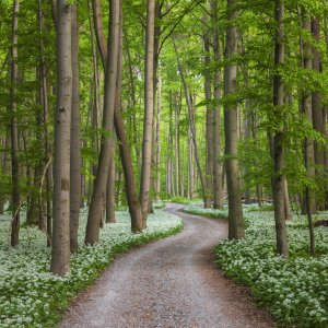 Bild-Nr: 12567960 Weg durch den Frühlingswald Erstellt von: Daniela Beyer