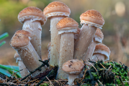 Bild-Nr: 12567985 Eine Gruppe junger Stammpilze Erstellt von: volker heide