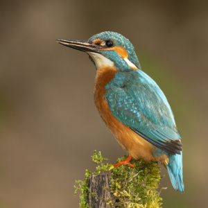 Bild-Nr: 12570096 Eisvogelportrait Erstellt von: Daniela Beyer