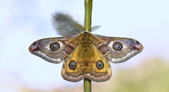 Bild-Nr: 12571421 Saturnia pavonia Erstellt von: GUGIGEI