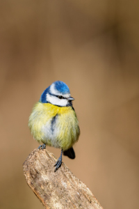 Bild-Nr: 12572727 Blaumeise Erstellt von: DirkR