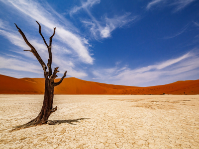 Bild-Nr: 12572784 Sossusvlei Baumwächter Erstellt von: andreasschwalm