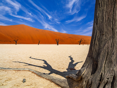 Bild-Nr: 12572787 Sossusvlei Baumwurzeln Erstellt von: andreasschwalm