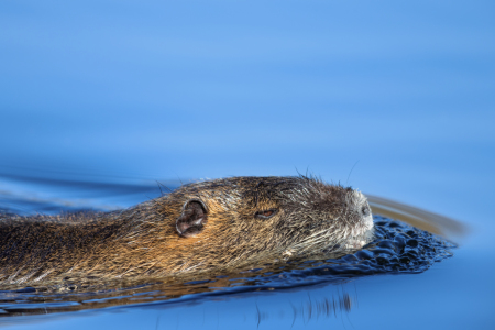 Bild-Nr: 12575248 Nutria Erstellt von: DirkR