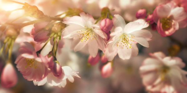 Bild-Nr: 12576035 Kirschblüten Nahaufnahme in stilisierten Farben  Erstellt von: Smileus
