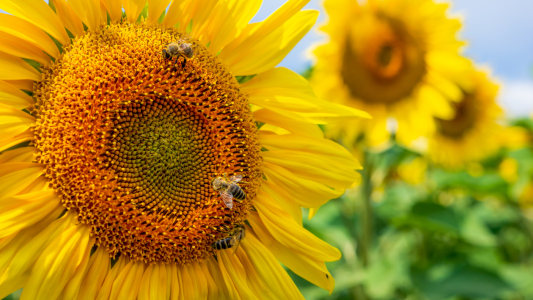 Bild-Nr: 12577312 Sonnenblumenbienen Erstellt von: andreasschwalm