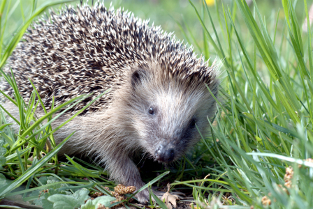 Bild-Nr: 12580612 Igel Erstellt von: wompus