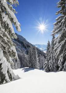 Bild-Nr: 12581082 Sonne Wald und Schnee Erstellt von: Andreas Föll