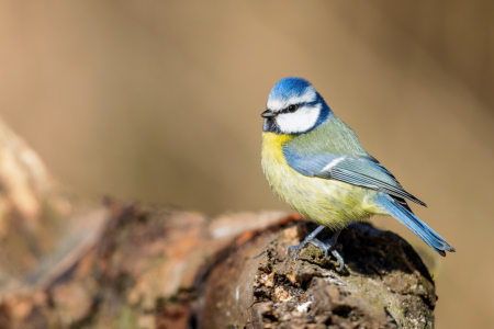 Bild-Nr: 12581959 Blaumeise Erstellt von: DirkR