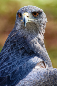 Bild-Nr: 12582978 Aguja - Blaubussard Erstellt von: Bilderbastlers