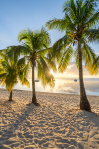 Bild-Nr: 12583970 Palmenstrand bei Sonnenuntergang Erstellt von: eyetronic