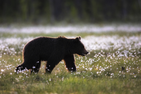 Bild-Nr: 12584114 Bär im Wollgras Erstellt von: Daniela Beyer