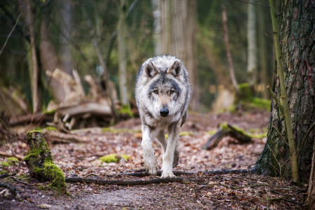 Bild-Nr: 12584479 Wolf Erstellt von: Tanja Riedel