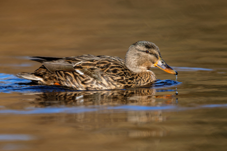 Bild-Nr: 12589033 Stockente Erstellt von: DirkR