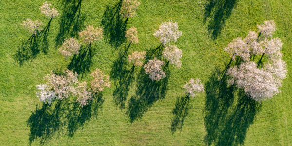 Bild-Nr: 12589364 Obstbaumblüte bei Beuren auf der Schwäbischen Alb Erstellt von: dieterich