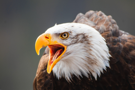 Bild-Nr: 12589514 Weißkopfseeadler Erstellt von: Tanja Riedel