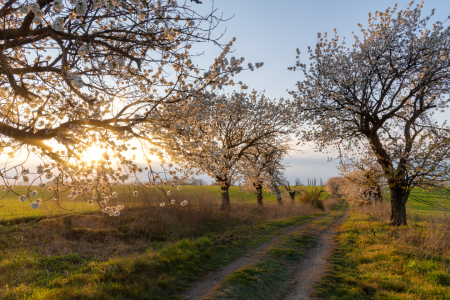 Bild-Nr: 12589694 Frühling Erstellt von: Steffen Gierok