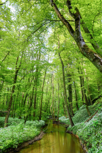 Bild-Nr: 12591989 Im Bärlauchwald Erstellt von: Thomas Herzog