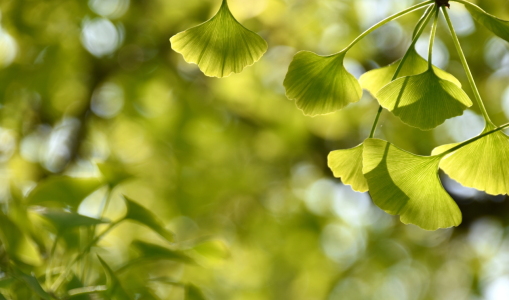 Bild-Nr: 12592910 Ginkgo Erstellt von: GUGIGEI