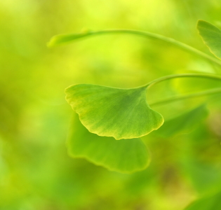 Bild-Nr: 12592915 Ginkgoblätter Erstellt von: GUGIGEI