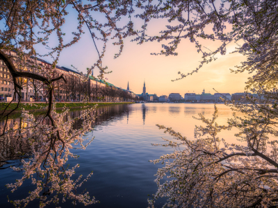 Bild-Nr: 12594781 Kirschblüte an der Alster in Hamburg Erstellt von: Mapics