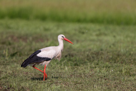 Bild-Nr: 12595496 Weißstorch im Frühling Erstellt von: DirkR