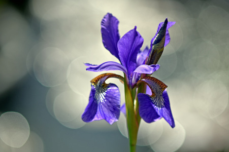 Bild-Nr: 12596837 Iris Erstellt von: GUGIGEI