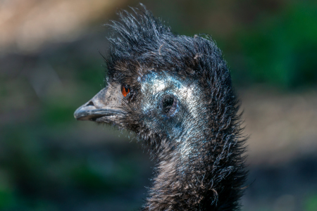 Bild-Nr: 12597892 Neugieriger Emu  Erstellt von: volker heide