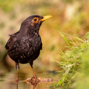 Bild-Nr: 12598180 Amsel Erstellt von: DirkR