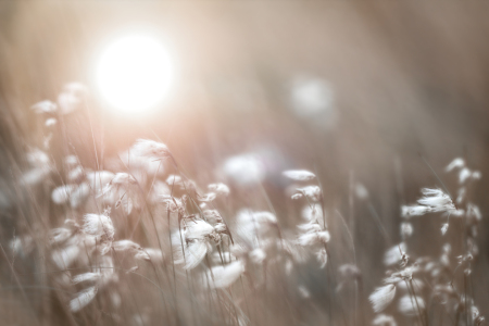 Bild-Nr: 12599846 Wollgrasblüte Erstellt von: boegau-photography