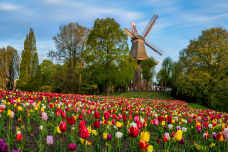 Bild-Nr: 12600083 Tulpen an der Windmühle in Bremen Erstellt von: Mapics