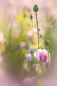 Bild-Nr: 12602034 sleeping poppy Erstellt von: boegau-photography