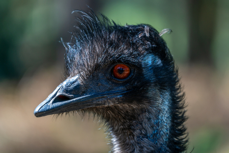 Bild-Nr: 12602457 Emu Porträt Erstellt von: volker heide