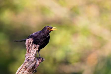 Bild-Nr: 12603943 Amsel Erstellt von: DirkR