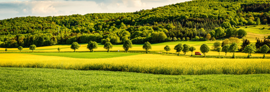 Bild-Nr: 12604551 Raps-Allee -2n- Erstellt von: Erhard Hess