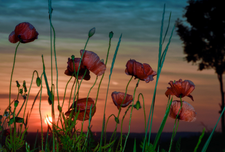 Bild-Nr: 12604844 Mohnblumen Erstellt von: Gregor Handy