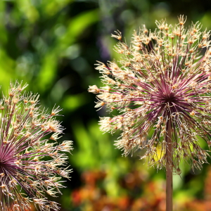 Bild-Nr: 12605114 Allium Erstellt von: youhaveadream