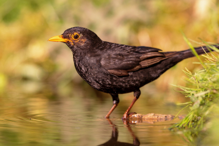 Bild-Nr: 12606710 Amsel Erstellt von: DirkR