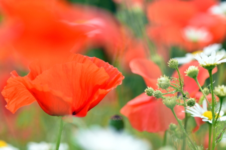 Bild-Nr: 12607440 Mohn Erstellt von: GUGIGEI