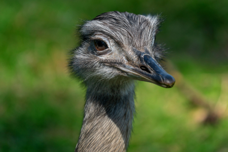 Bild-Nr: 12607787 Nandu Porträt Erstellt von: volker heide