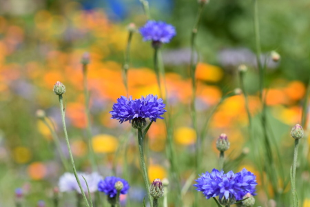 Bild-Nr: 12611812 Kornblumen Erstellt von: GUGIGEI