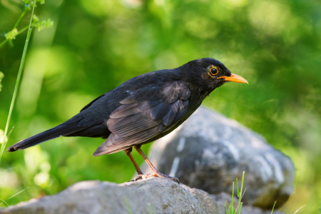 Bild-Nr: 12612788 Amsel Erstellt von: DirkR