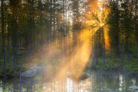 Bild-Nr: 12613684 Sonnenstrahlen im Wald Erstellt von: Daniela Beyer