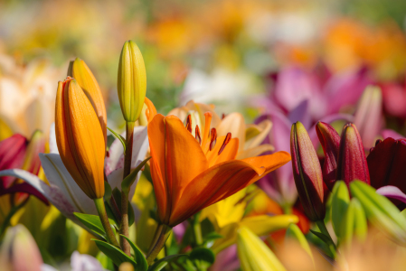 Bild-Nr: 12614156 Bunte Lilien auf dem Feld Erstellt von: Tanja Riedel