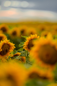 Bild-Nr: 12614226 Ein Meer aus Sonnenblumen Erstellt von: boegau-photography