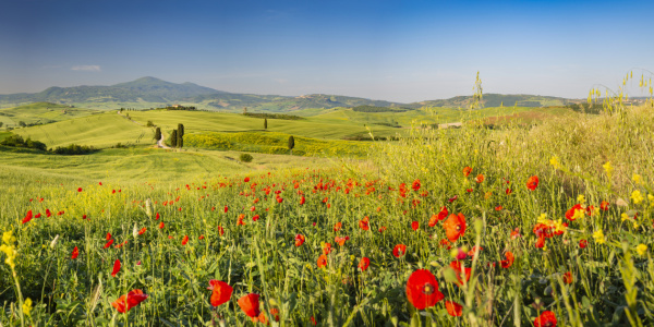 Bild-Nr: 12615446 Frühling in der Toskana Erstellt von: Walter G. Allgöwer